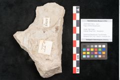 Foto (Detailansicht) von Fagus ulmifolia Ettingshausen (NHMW-GEO-2024-0188-10144a)